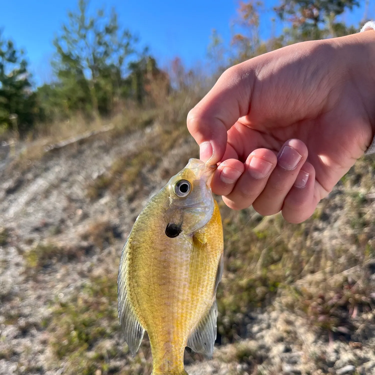 Bluegill caught on Fishbrain