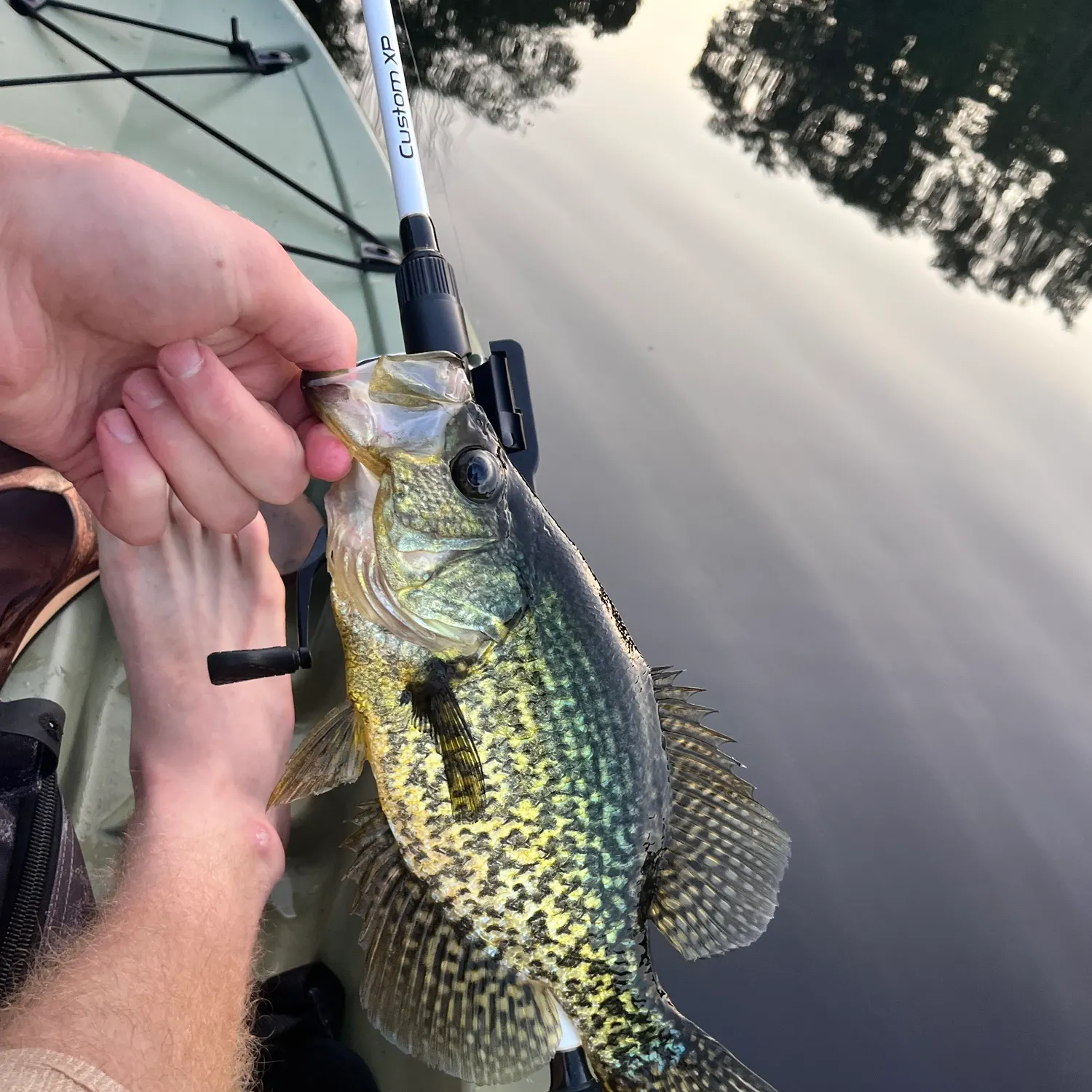 Black crappie caught on Fishbrain