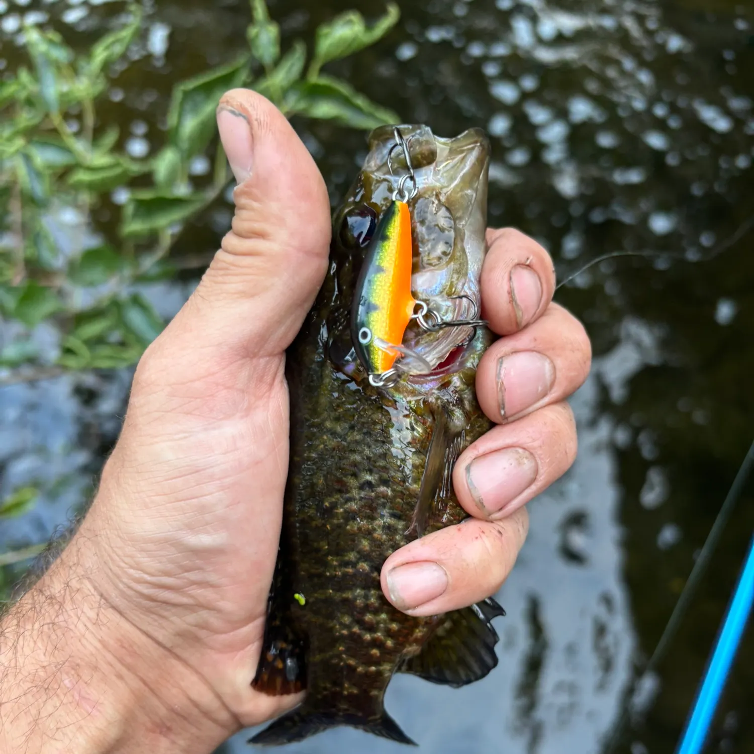 Warmouth caught on Fishbrain