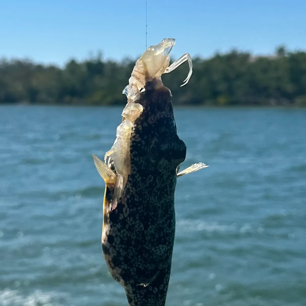 The most recent Southern puffer catches on Fishbrain