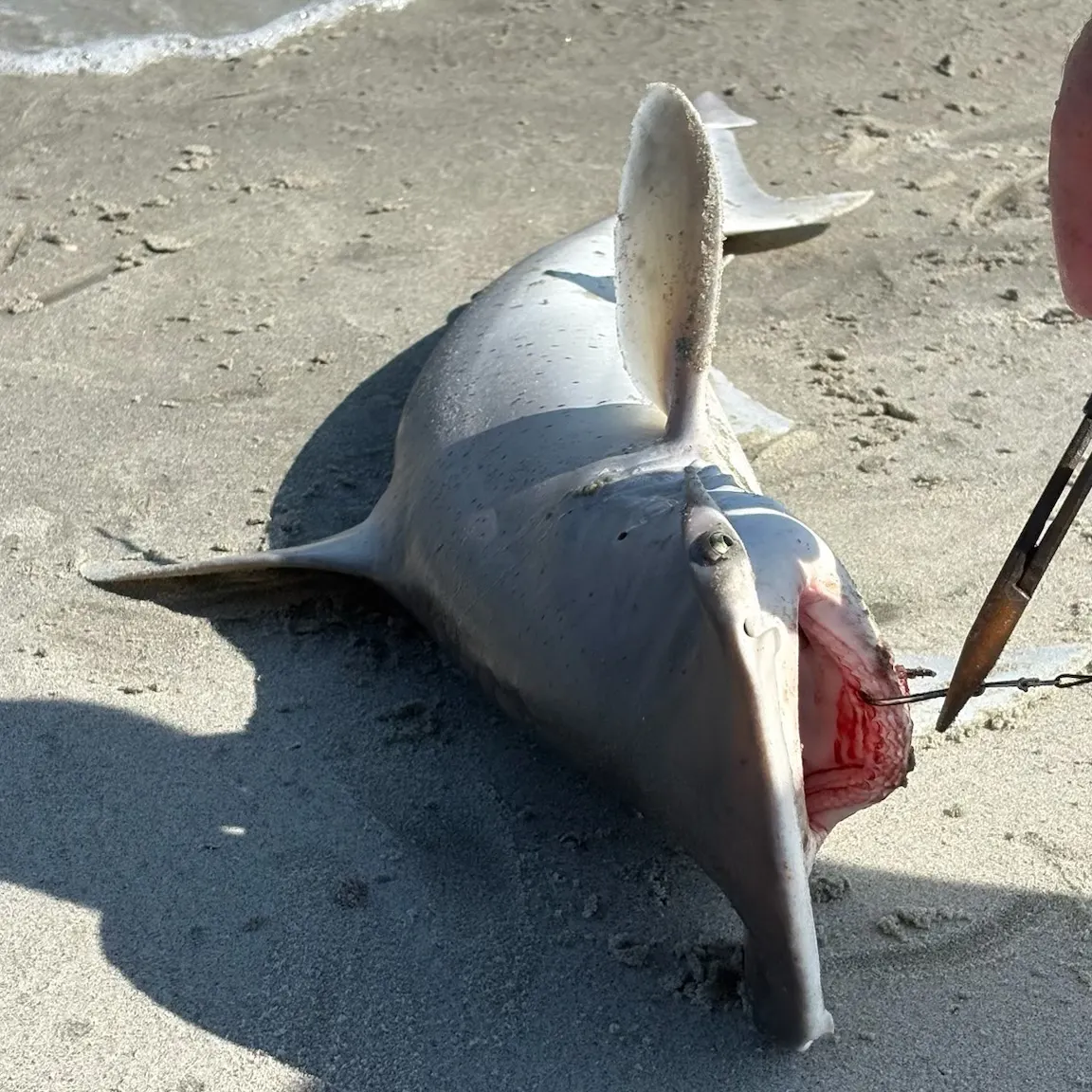 Bonnethead shark caught on Fishbrain