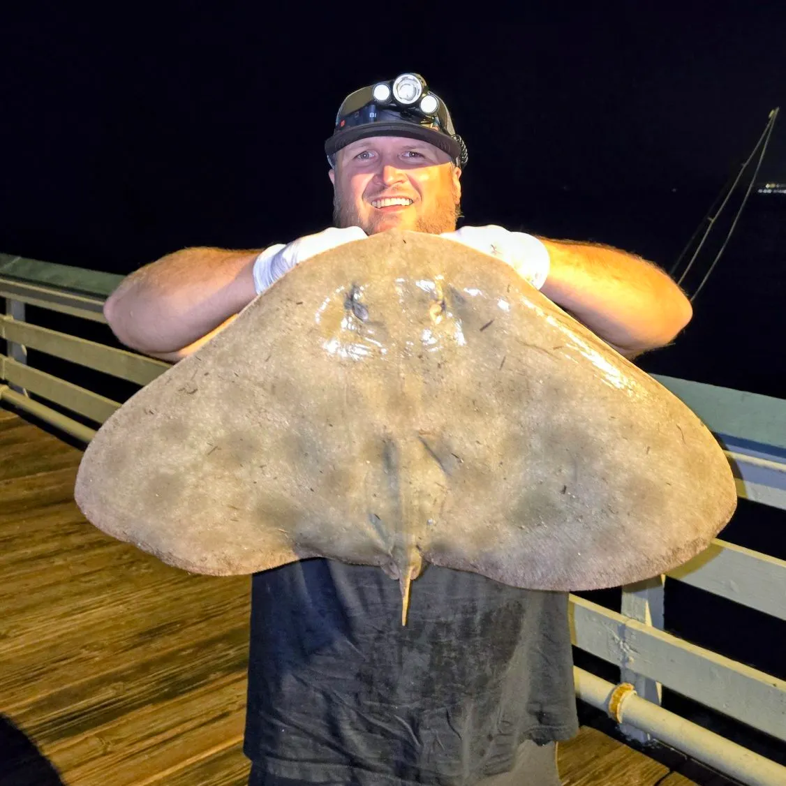 California butterfly ray caught on Fishbrain