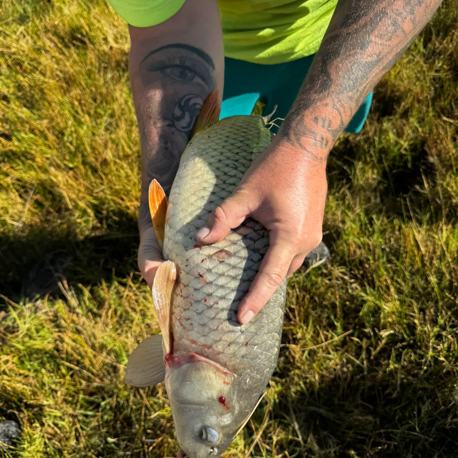 Common carp caught on Fishbrain