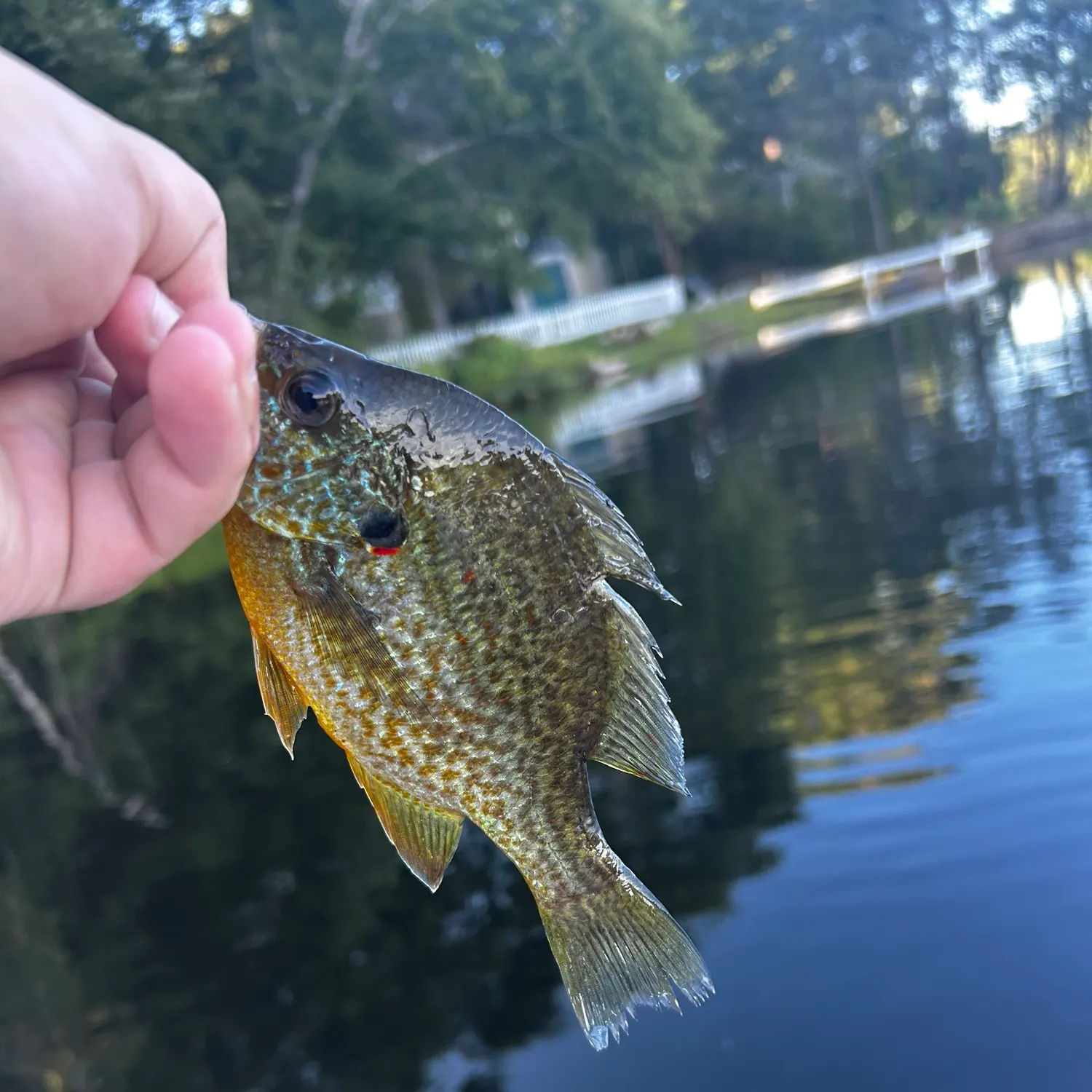 Pumpkinseed caught on Fishbrain
