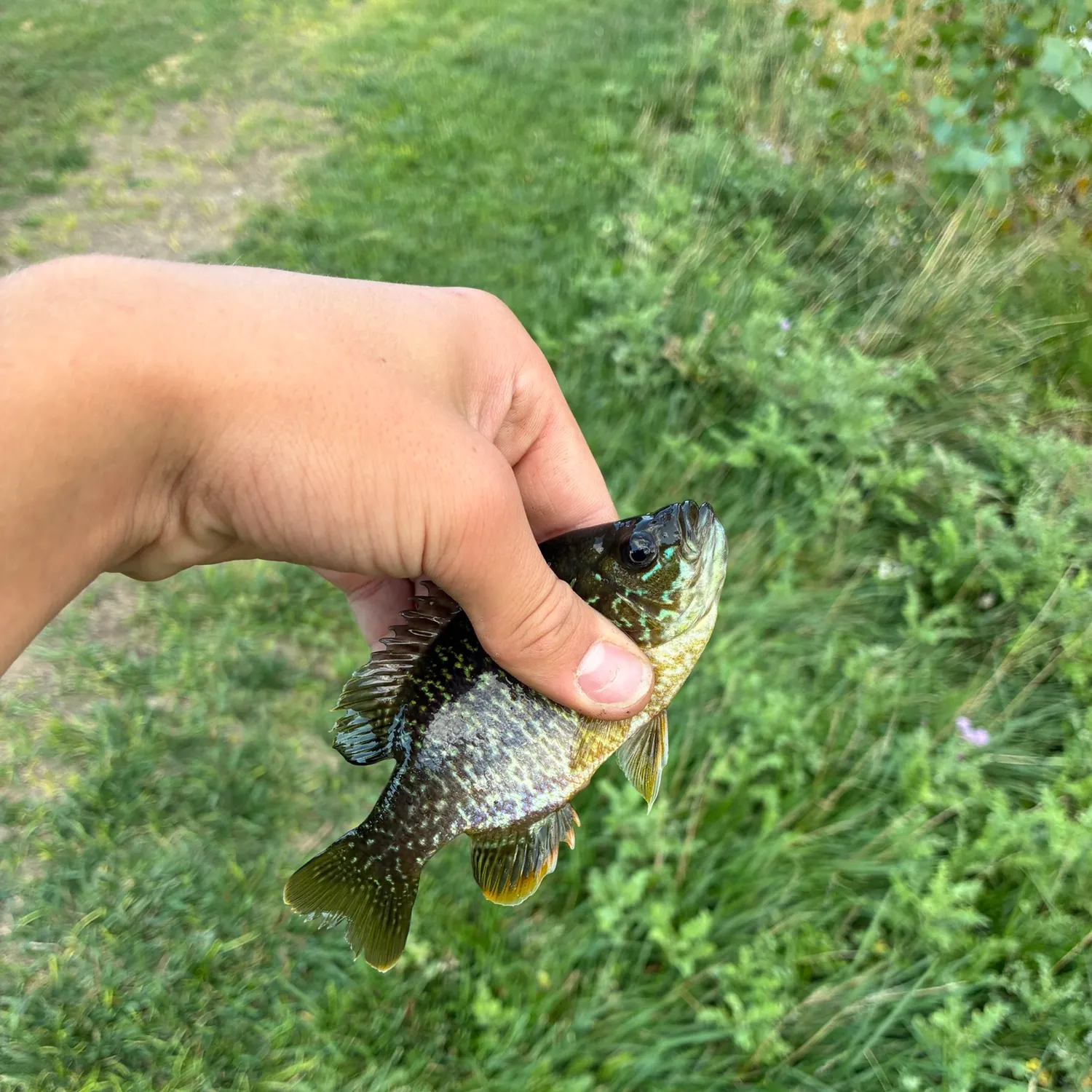 Greengill hybrid caught on Fishbrain