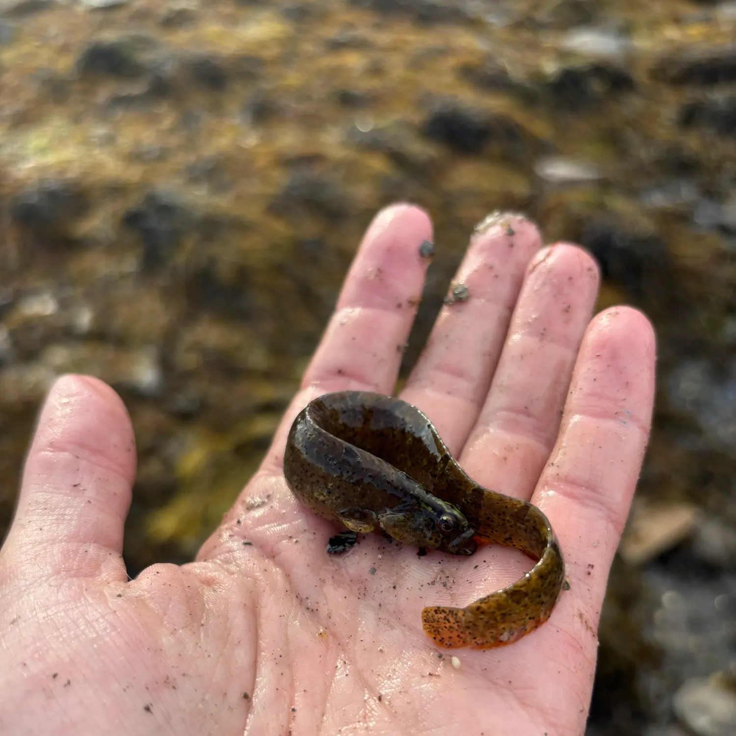 The most recent Rock gunnel catches on Fishbrain