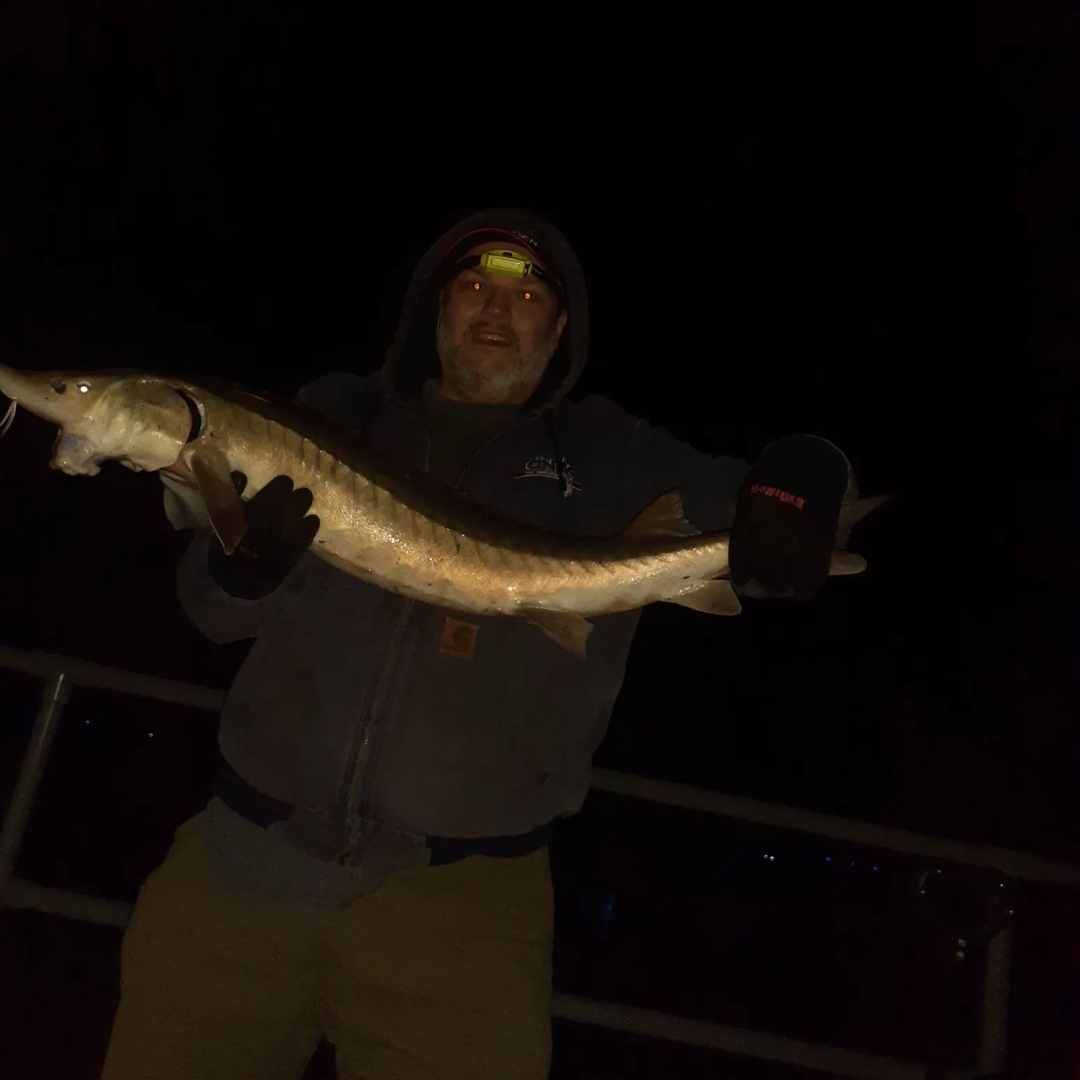 Lake sturgeon caught on Fishbrain