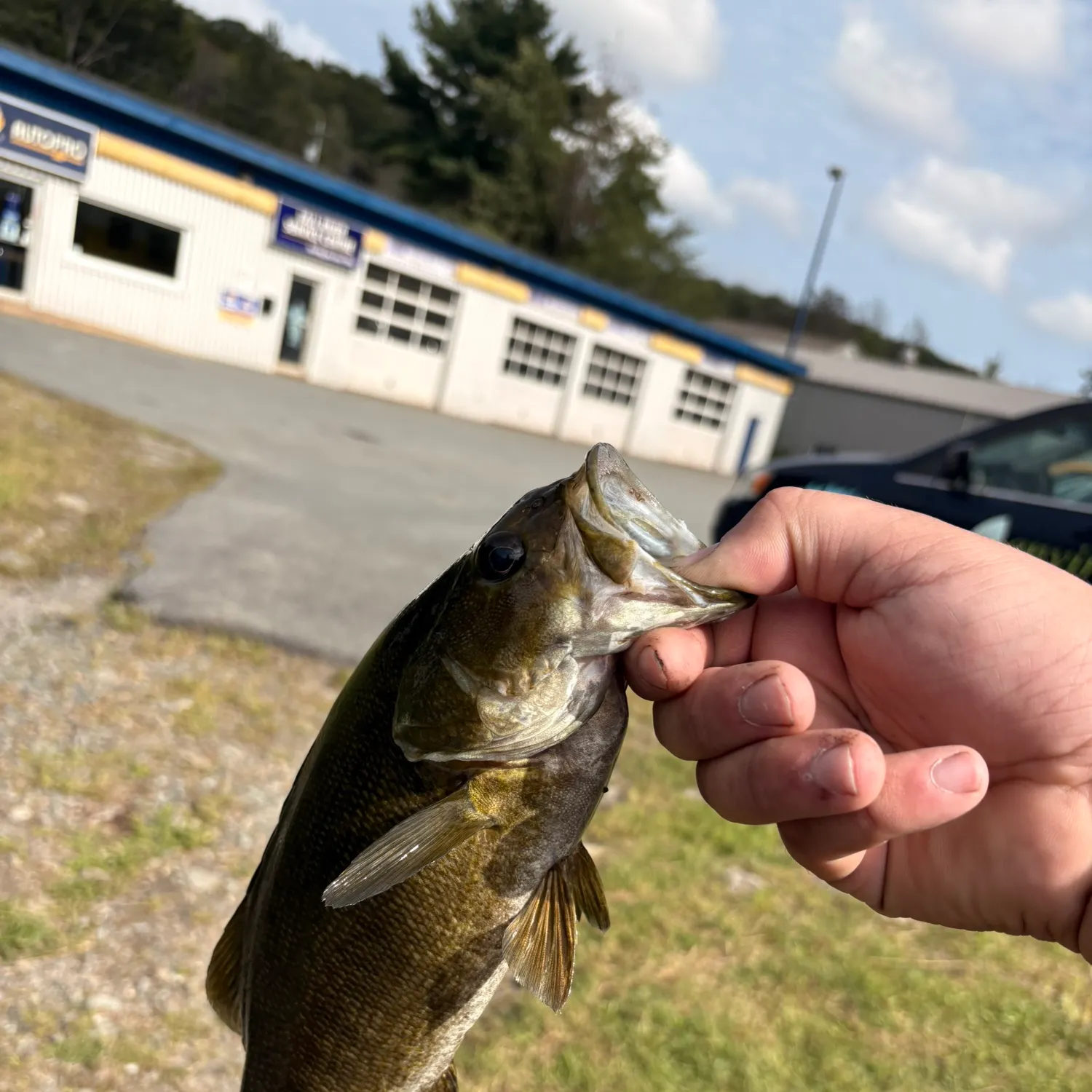 Smallmouth bass caught on Fishbrain
