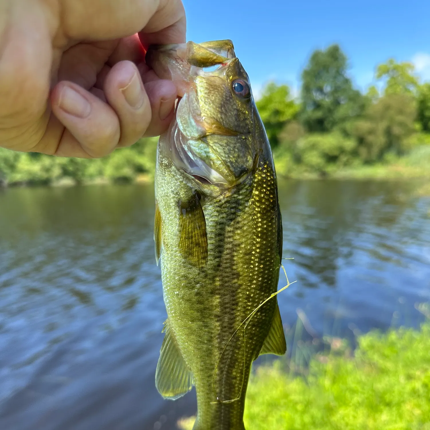 Largemouth bass caught on Fishbrain