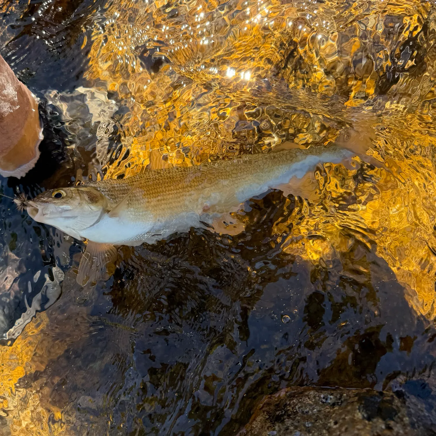 The most recent Mountain whitefish catches on Fishbrain