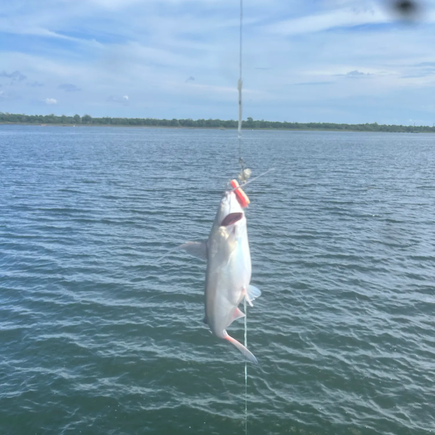Gafftopsail sea catfish caught on Fishbrain