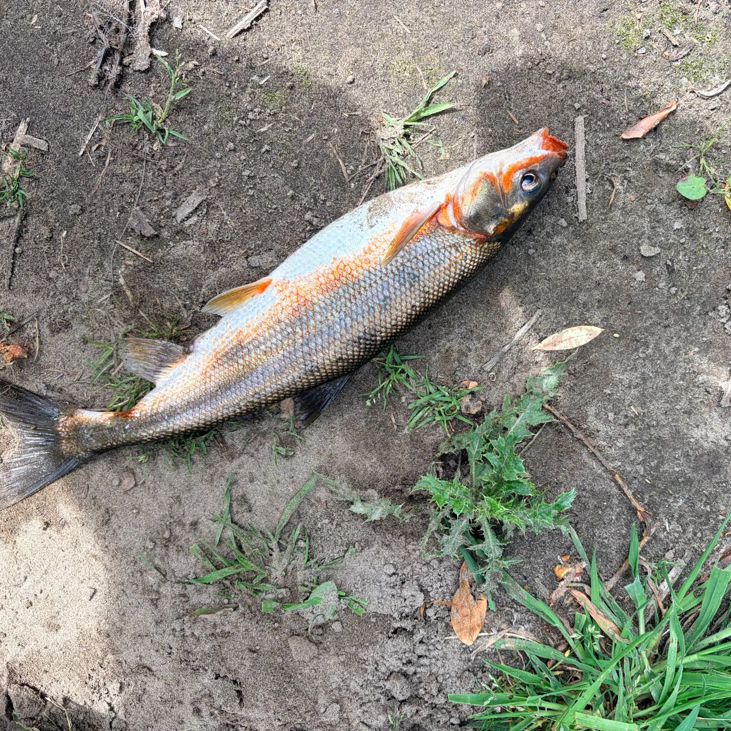 The most recent Peamouth catches on Fishbrain