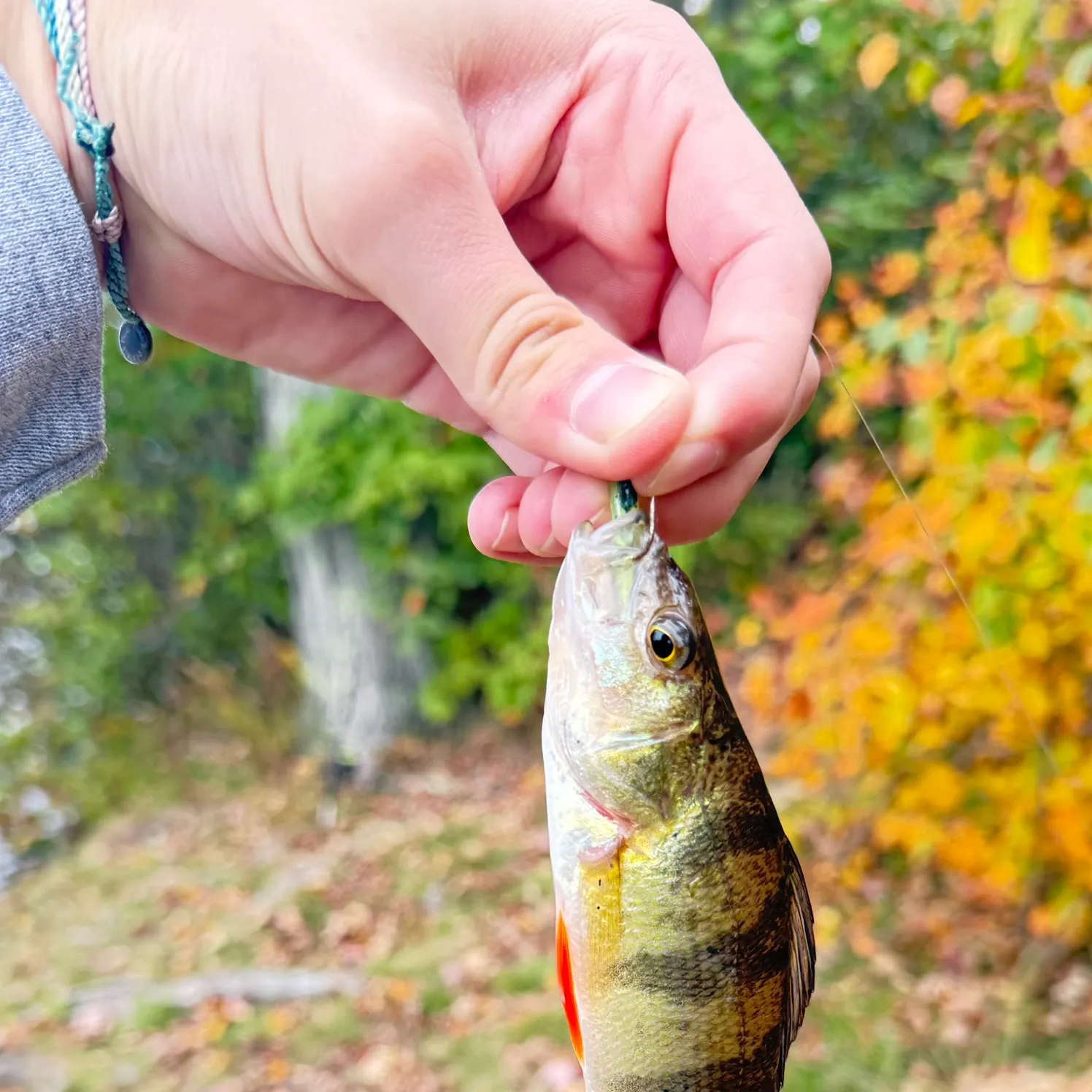 Yellow perch caught on Fishbrain