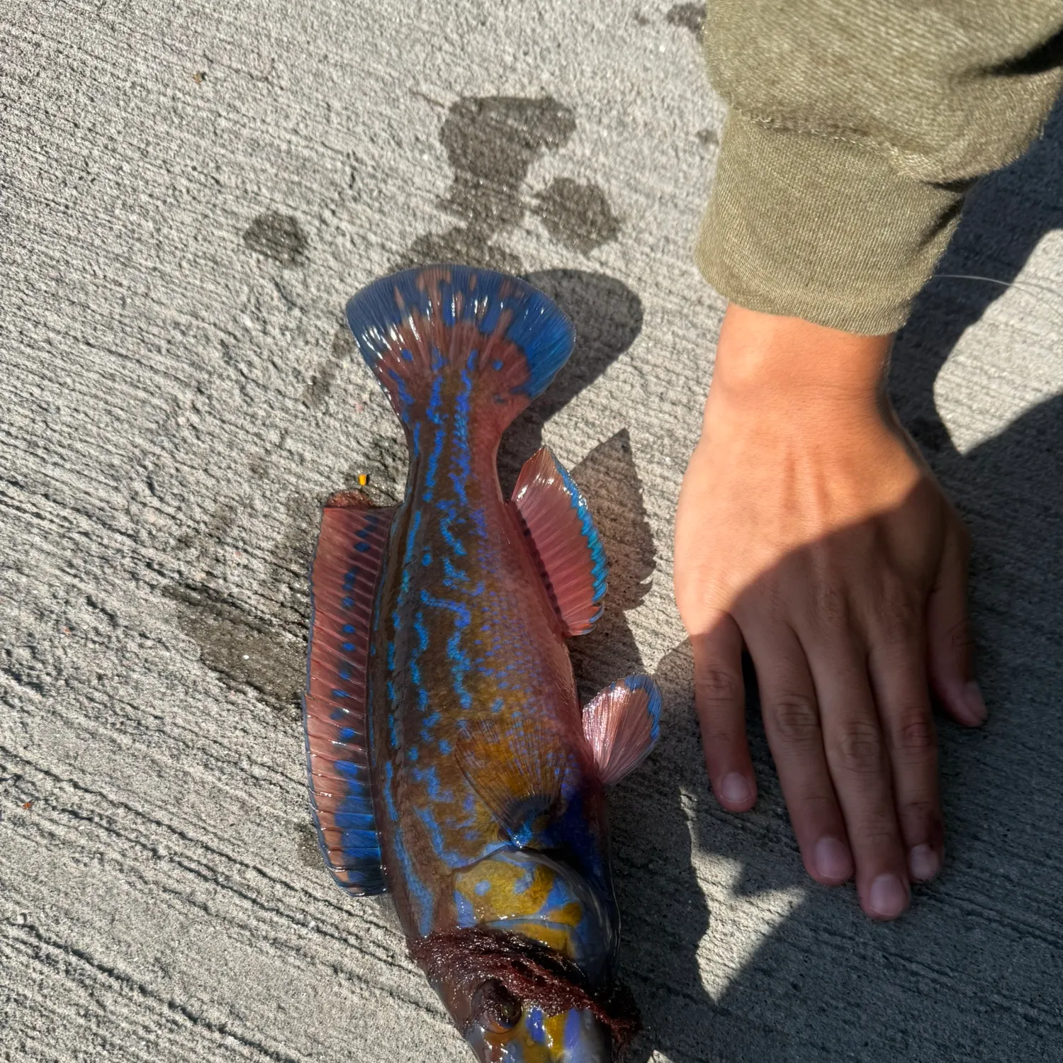 Cuckoo wrasse caught on Fishbrain