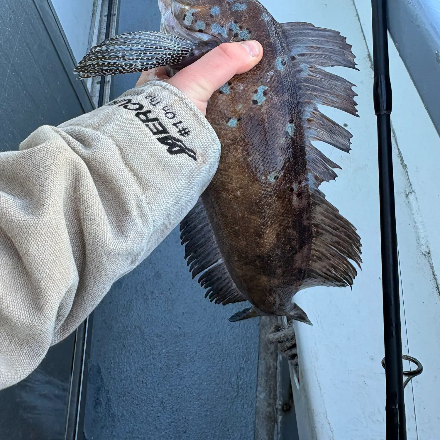 The most recent Kelp greenling catches on Fishbrain
