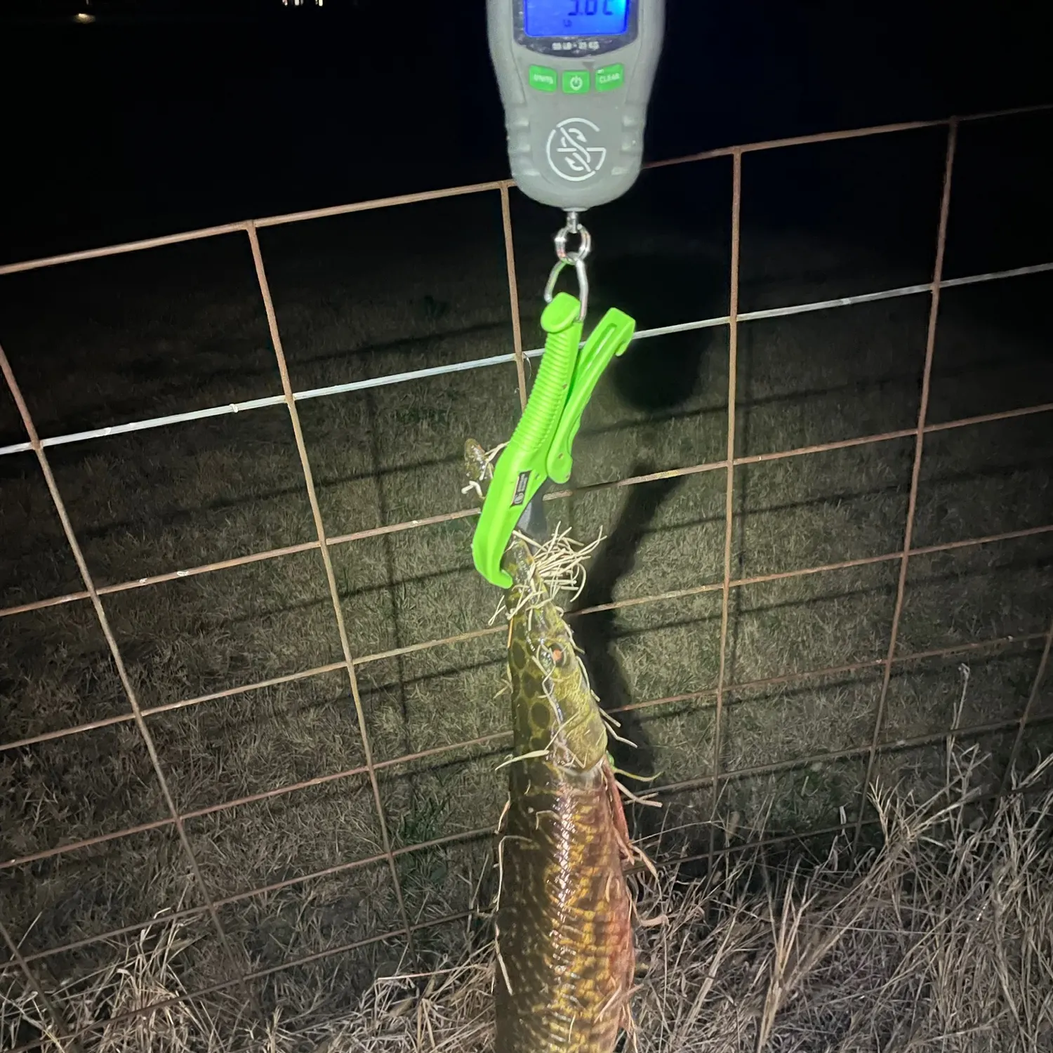 Spotted gar caught on Fishbrain