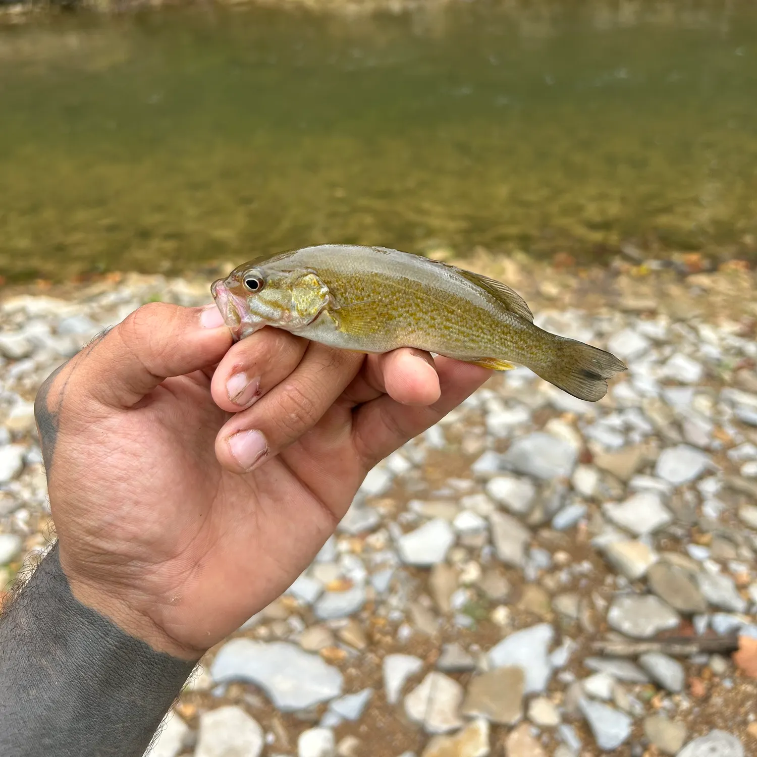 Smallmouth bass caught on Fishbrain