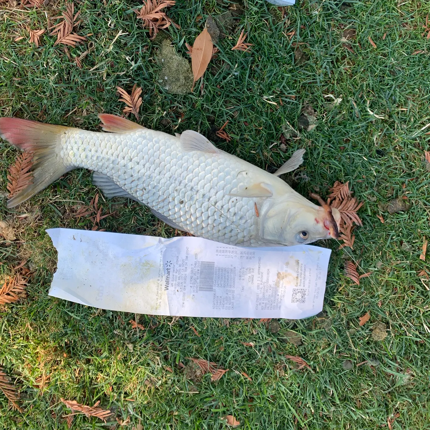 catch