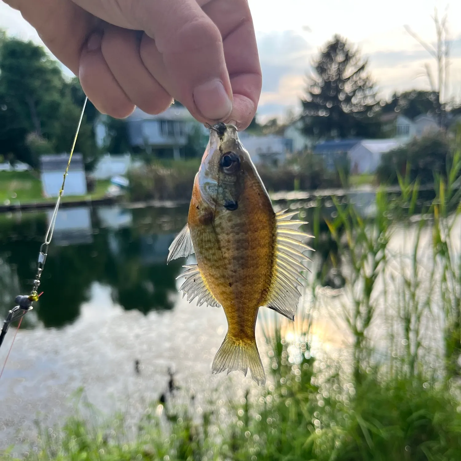 Bluegill caught on Fishbrain