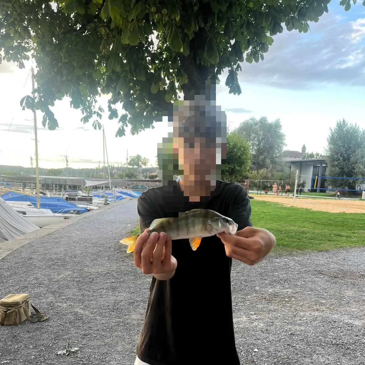 European perch caught on Fishbrain