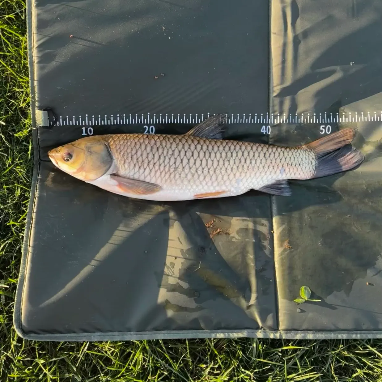 Grass carp caught on Fishbrain