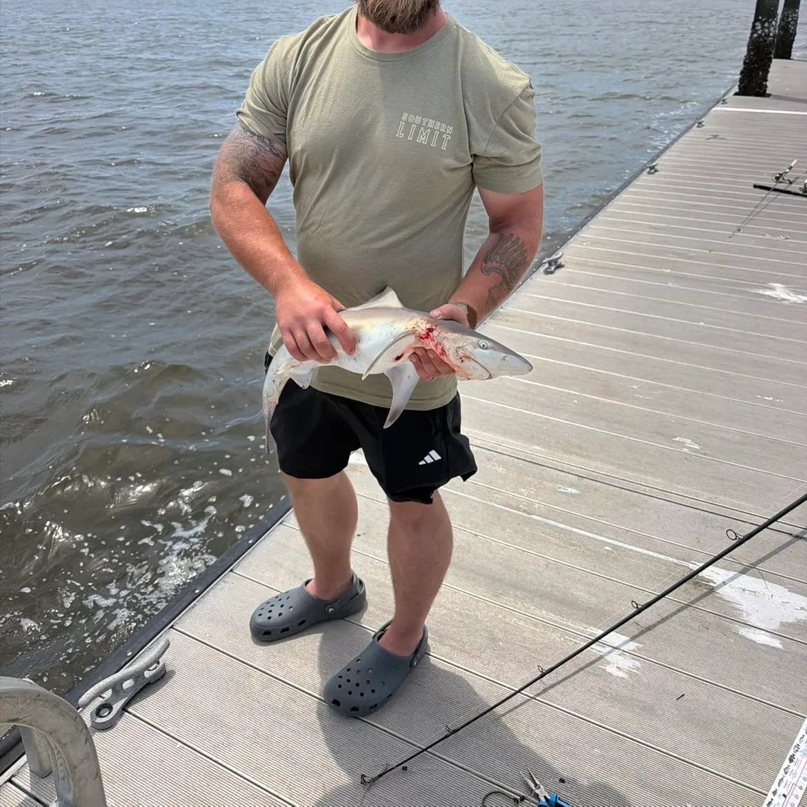 The most recent Atlantic sharpnose shark catches on Fishbrain