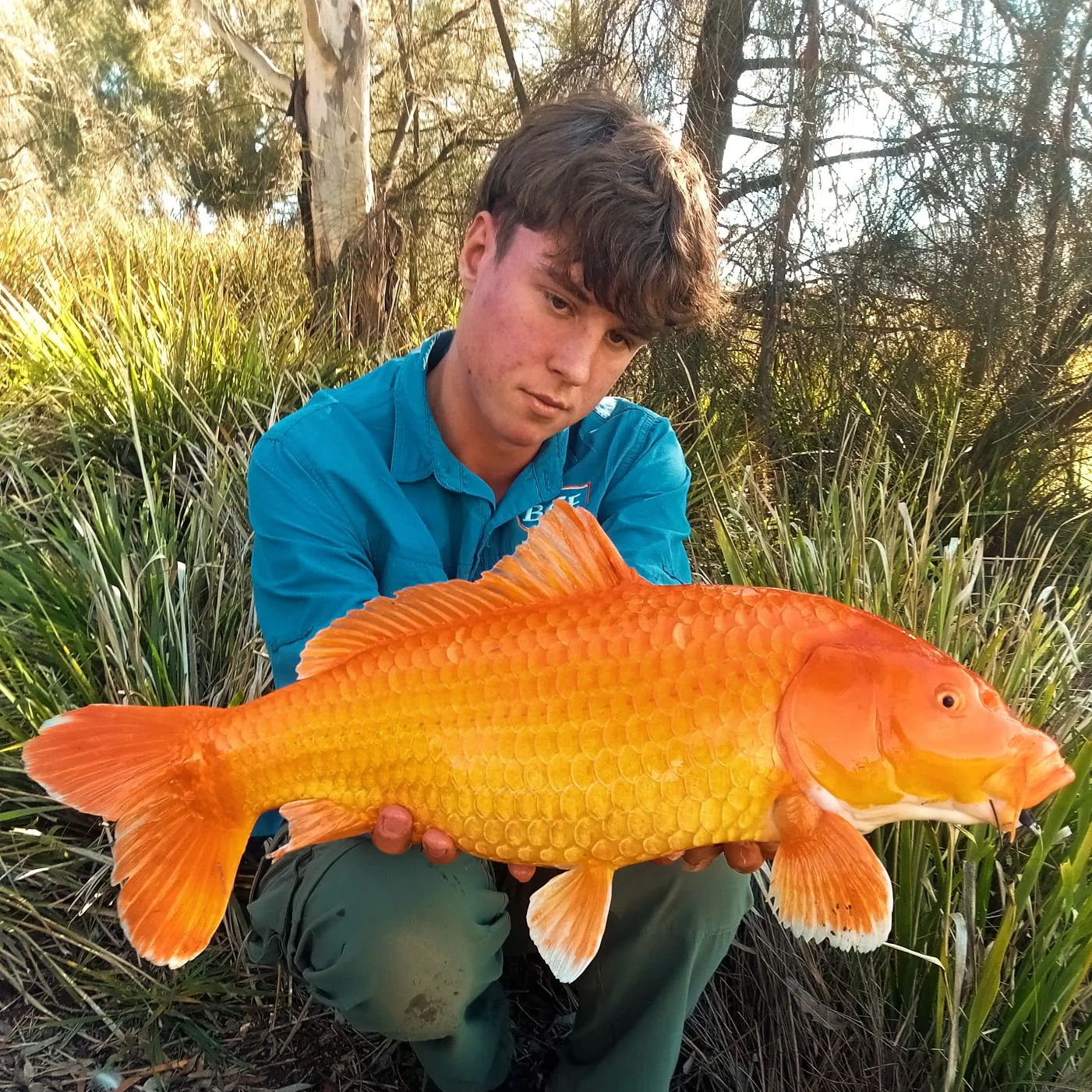 The most recent Koi carp catches on Fishbrain