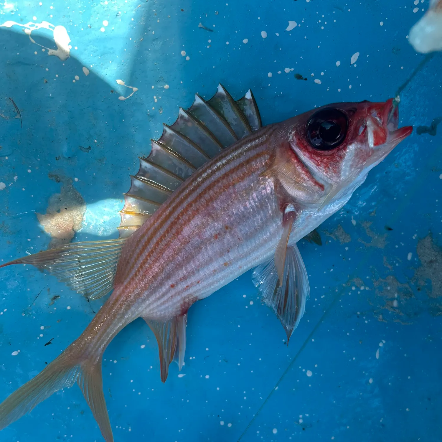 The most recent Common squirrelfish catches on Fishbrain