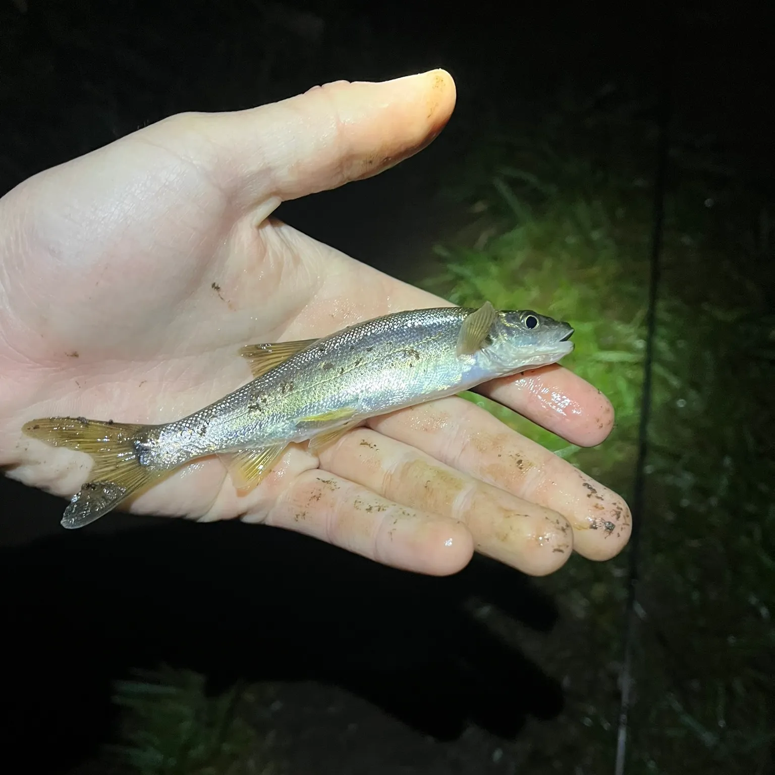 The most recent Umpqua pikeminnow catches on Fishbrain