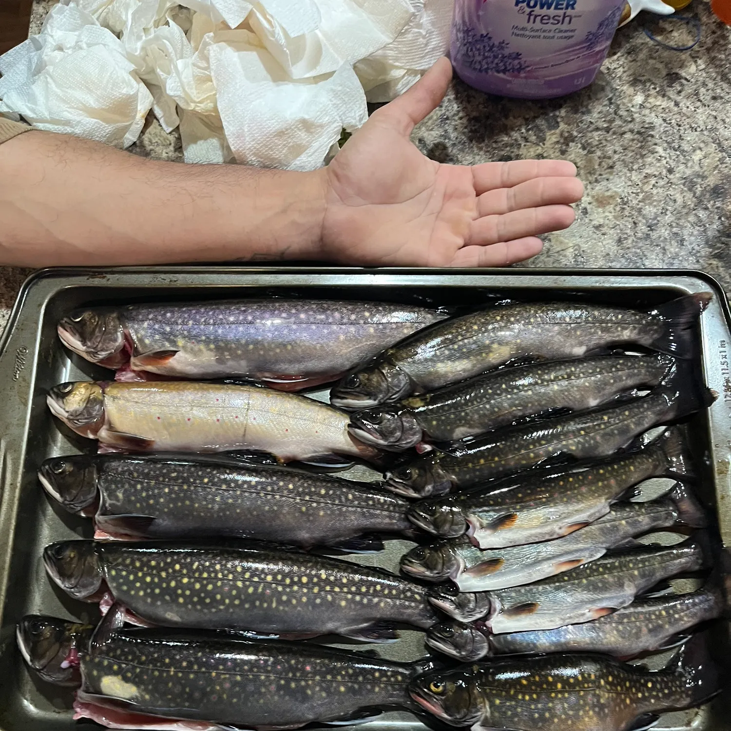 recently logged catches