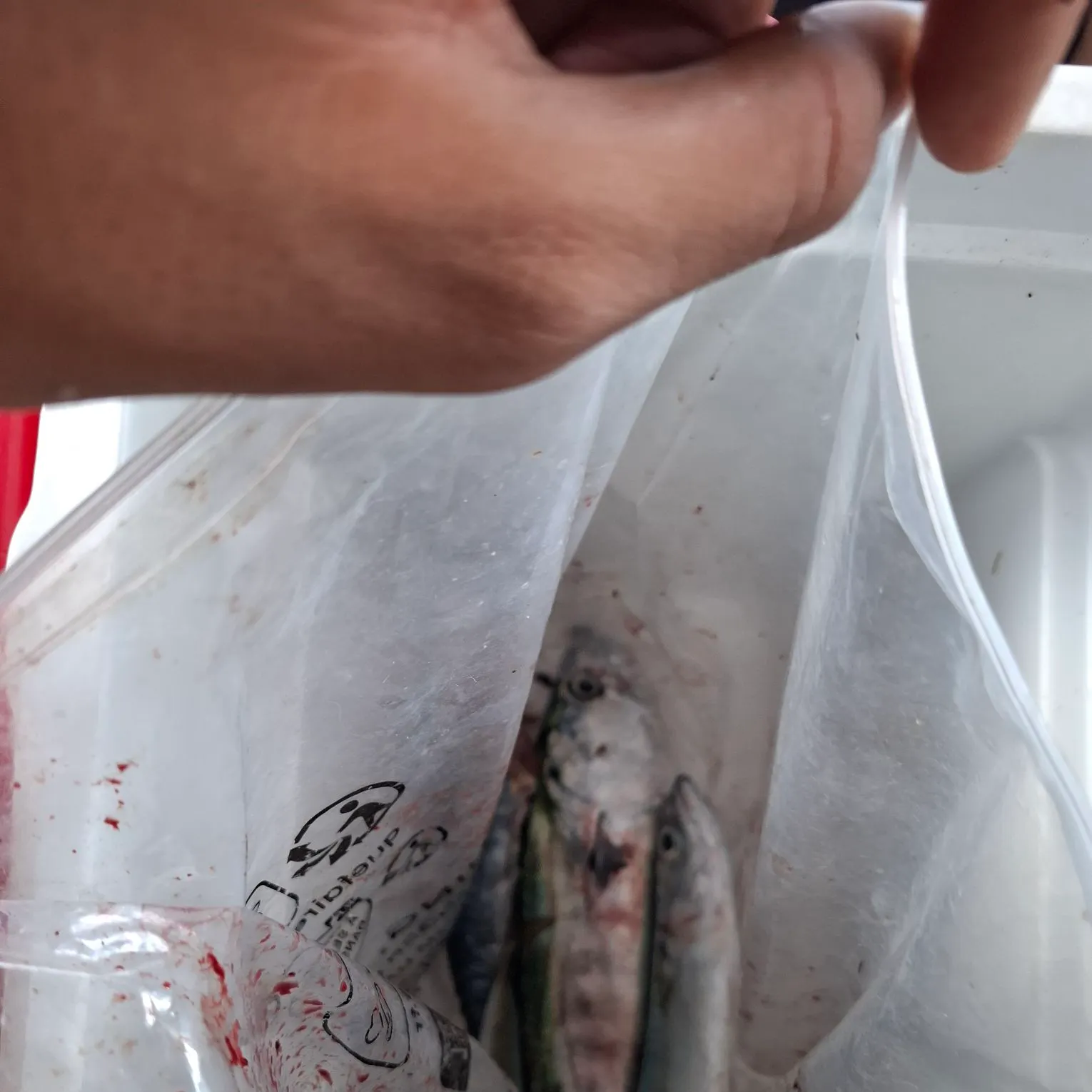 Pacific bonito caught on Fishbrain