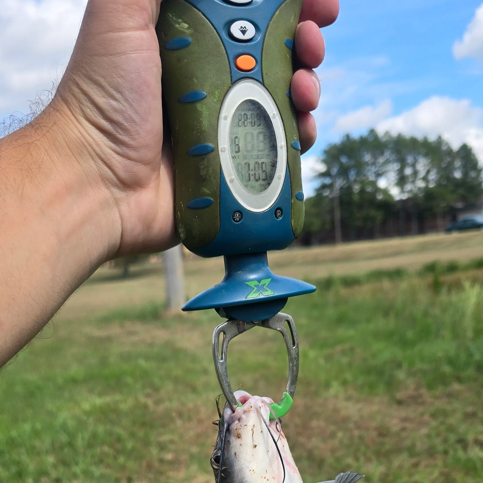 Channel catfish caught on Fishbrain