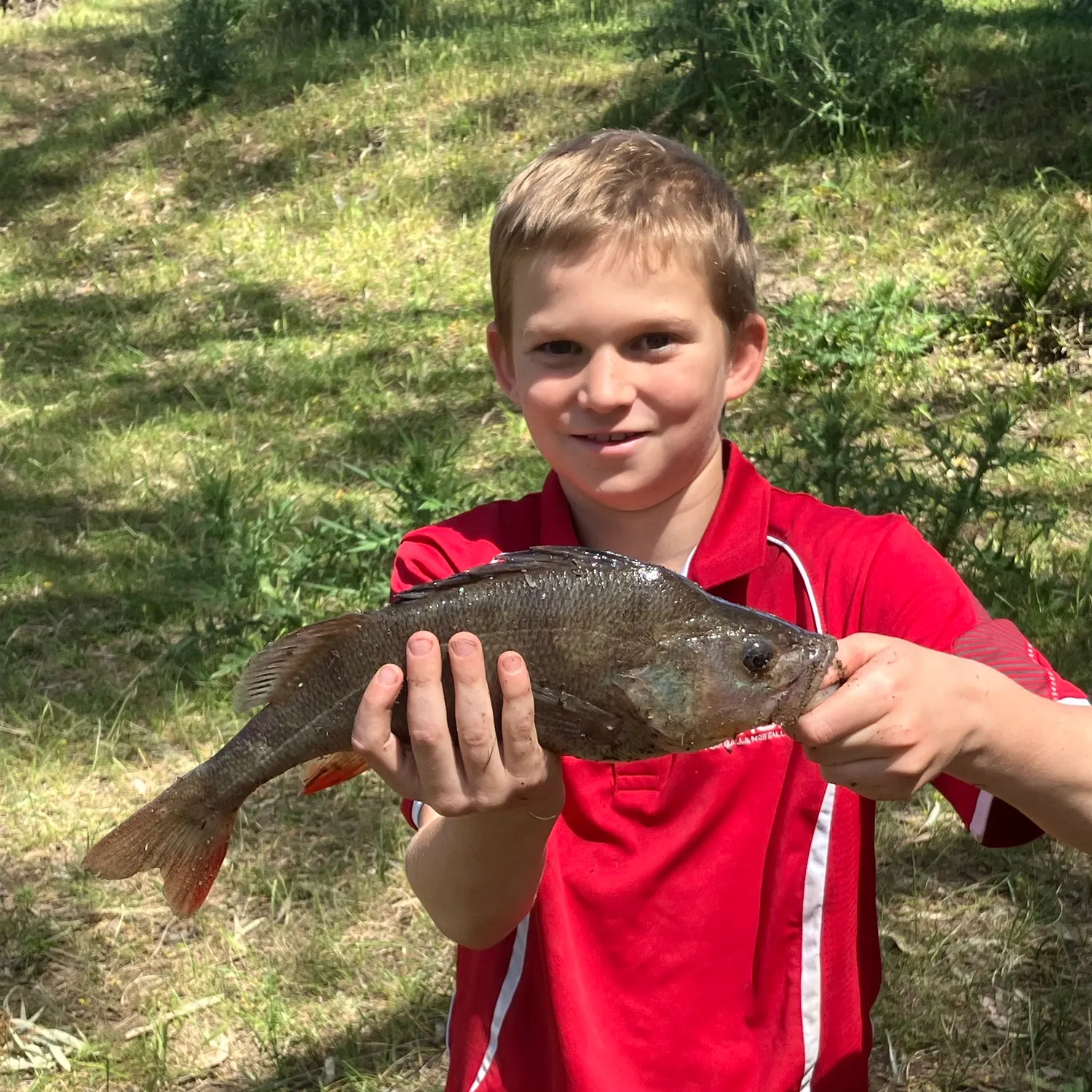 European perch caught on Fishbrain