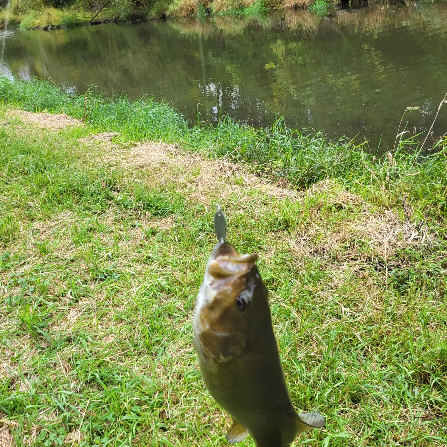 Smallmouth bass caught on Fishbrain
