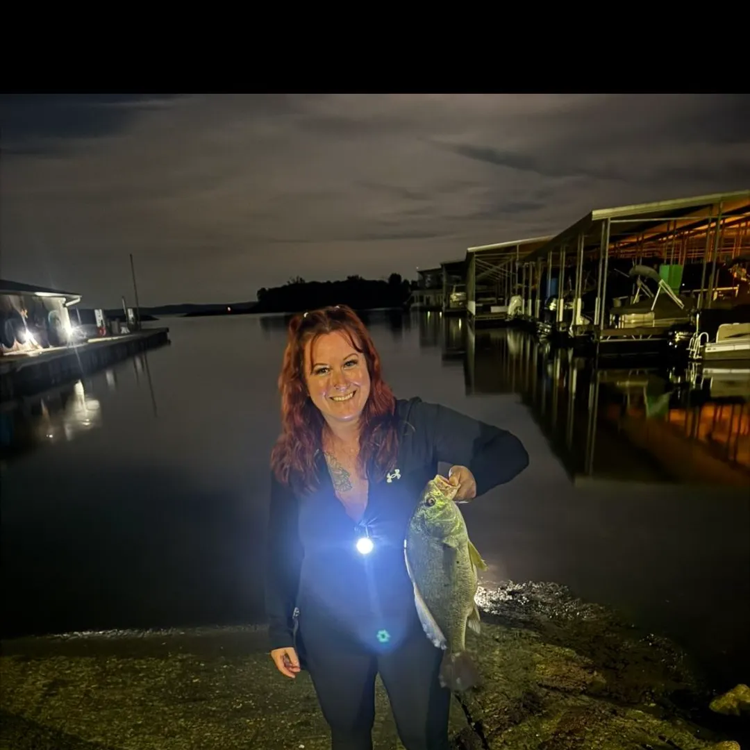 Freshwater drum caught on Fishbrain