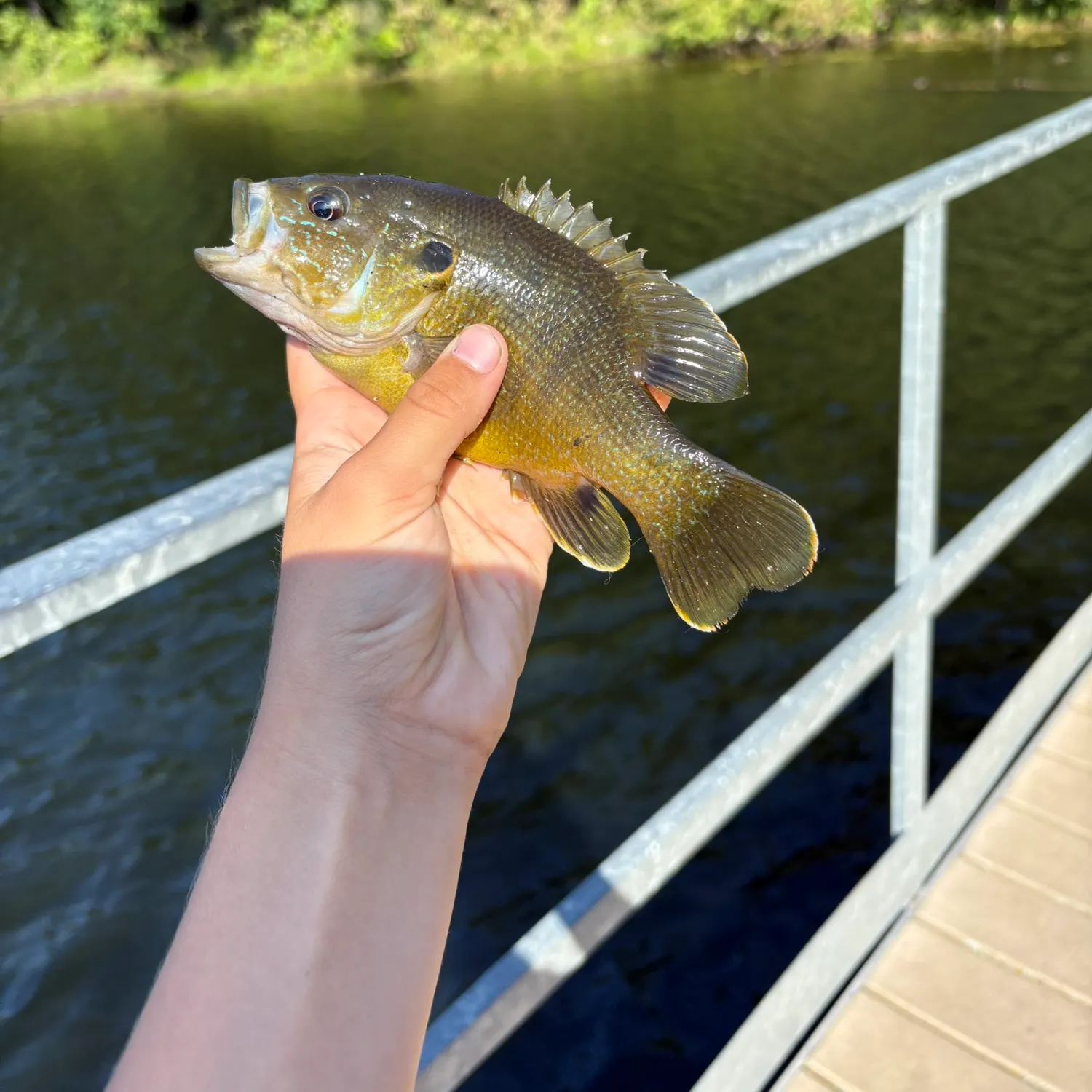 Green sunfish caught on Fishbrain