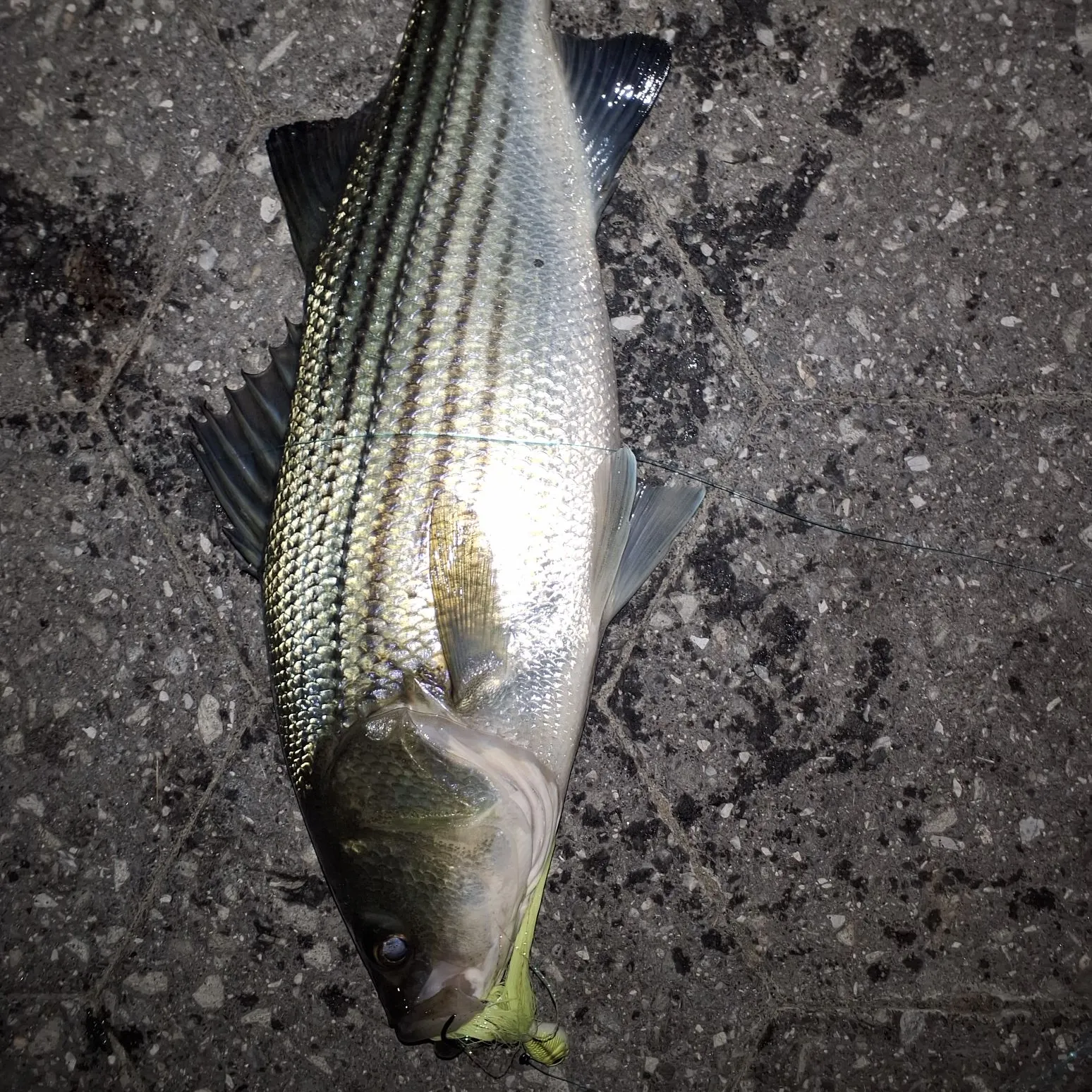 Striped bass caught on Fishbrain