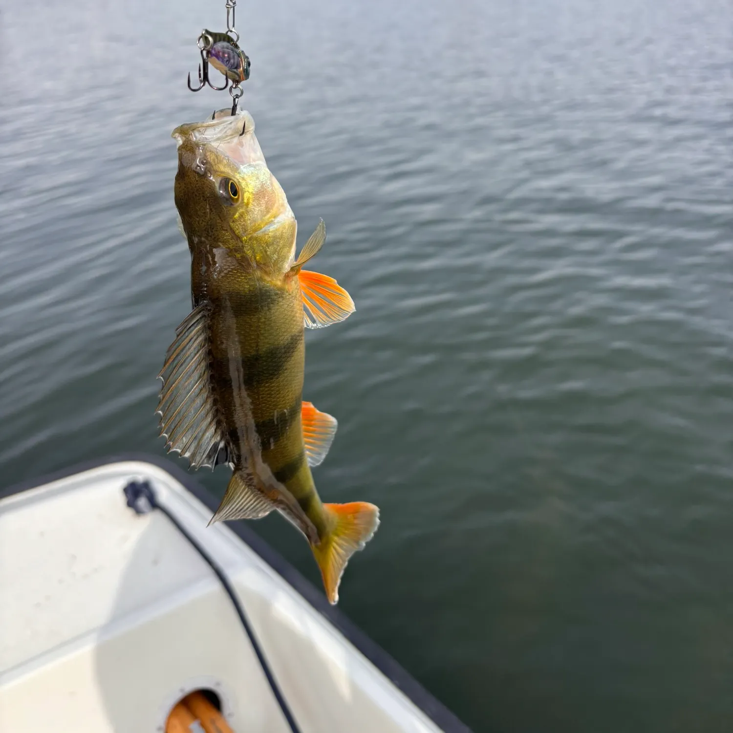 European perch caught on Fishbrain