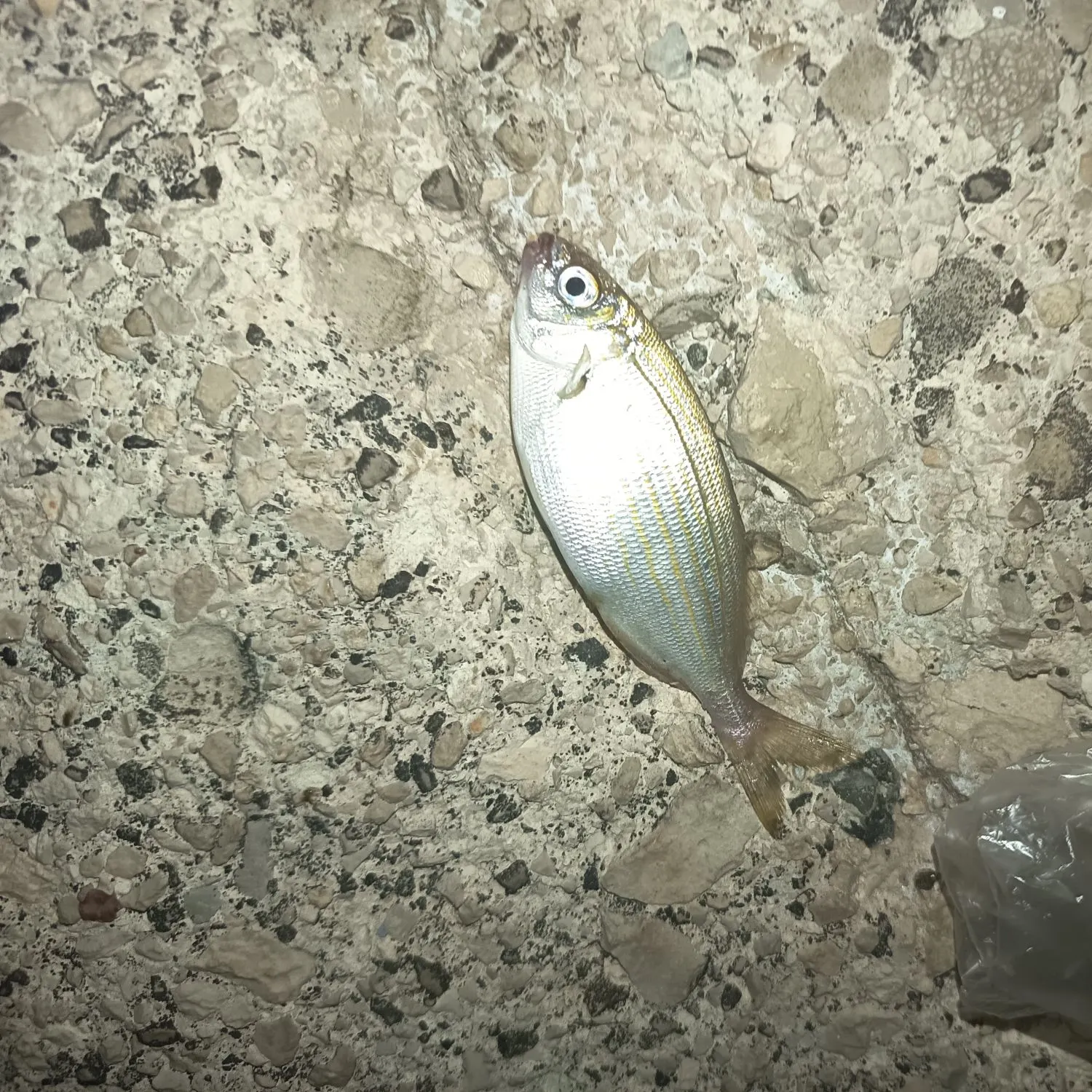 Salema porgy caught on Fishbrain