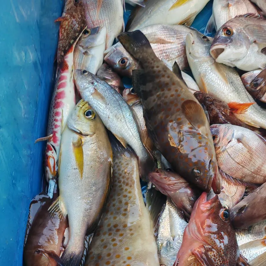 The most recent Orange-spotted grouper catches on Fishbrain