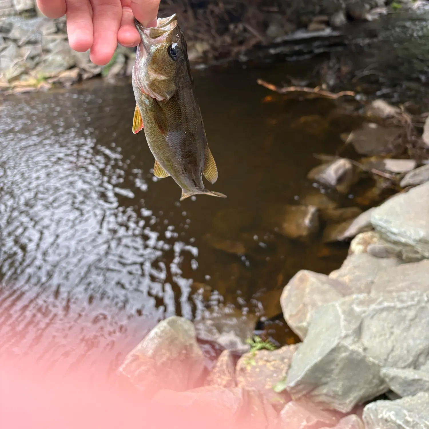 Smallmouth bass caught on Fishbrain