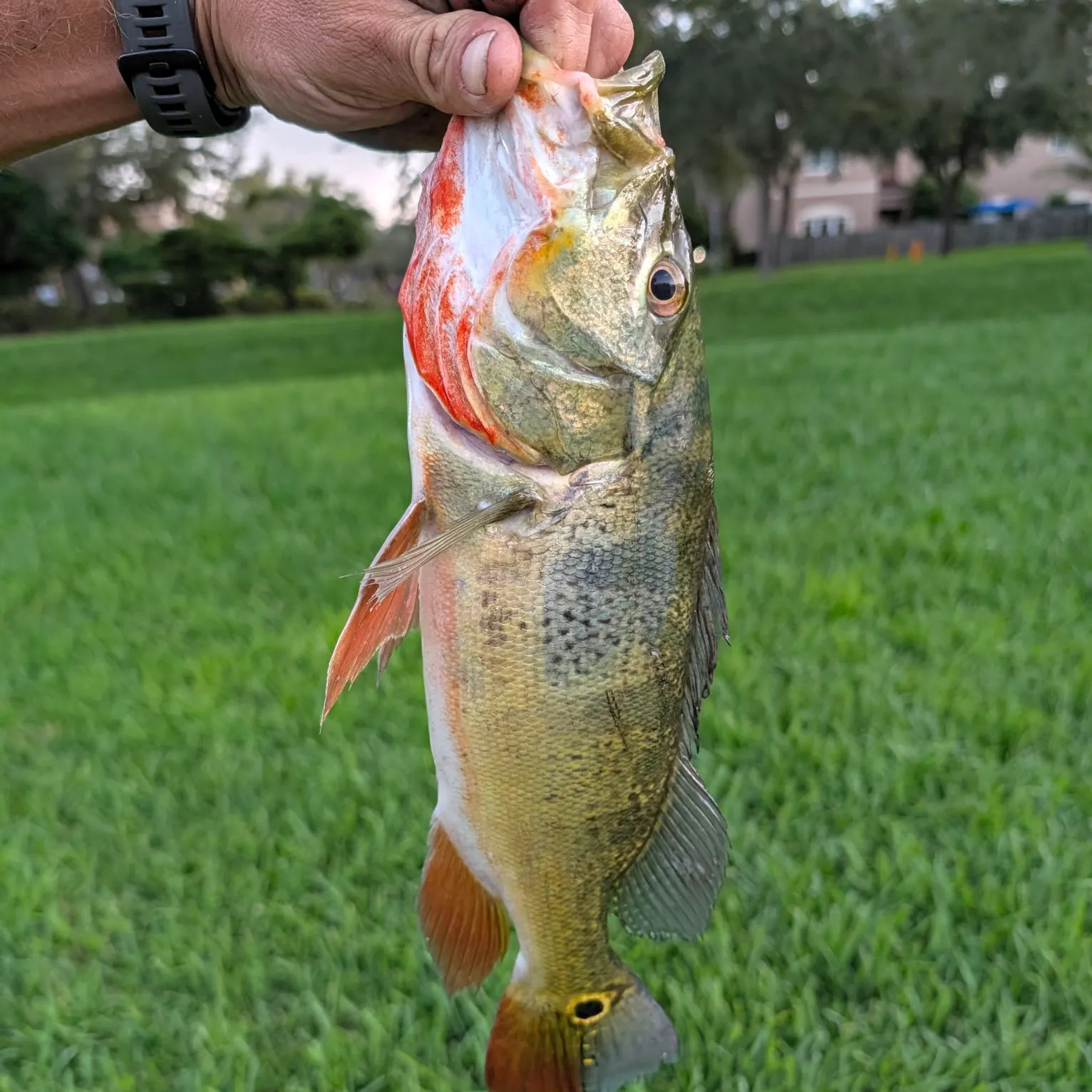 Butterfly peacock bass caught on Fishbrain