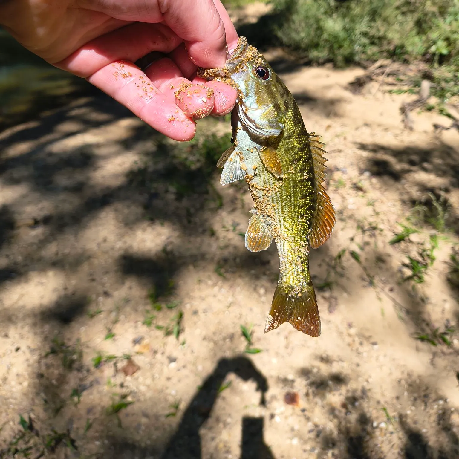 The most recent Redeye bass catches on Fishbrain