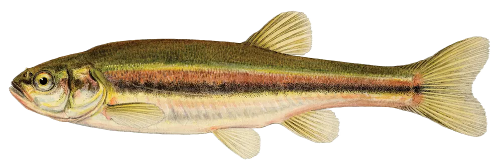 Finescale dace