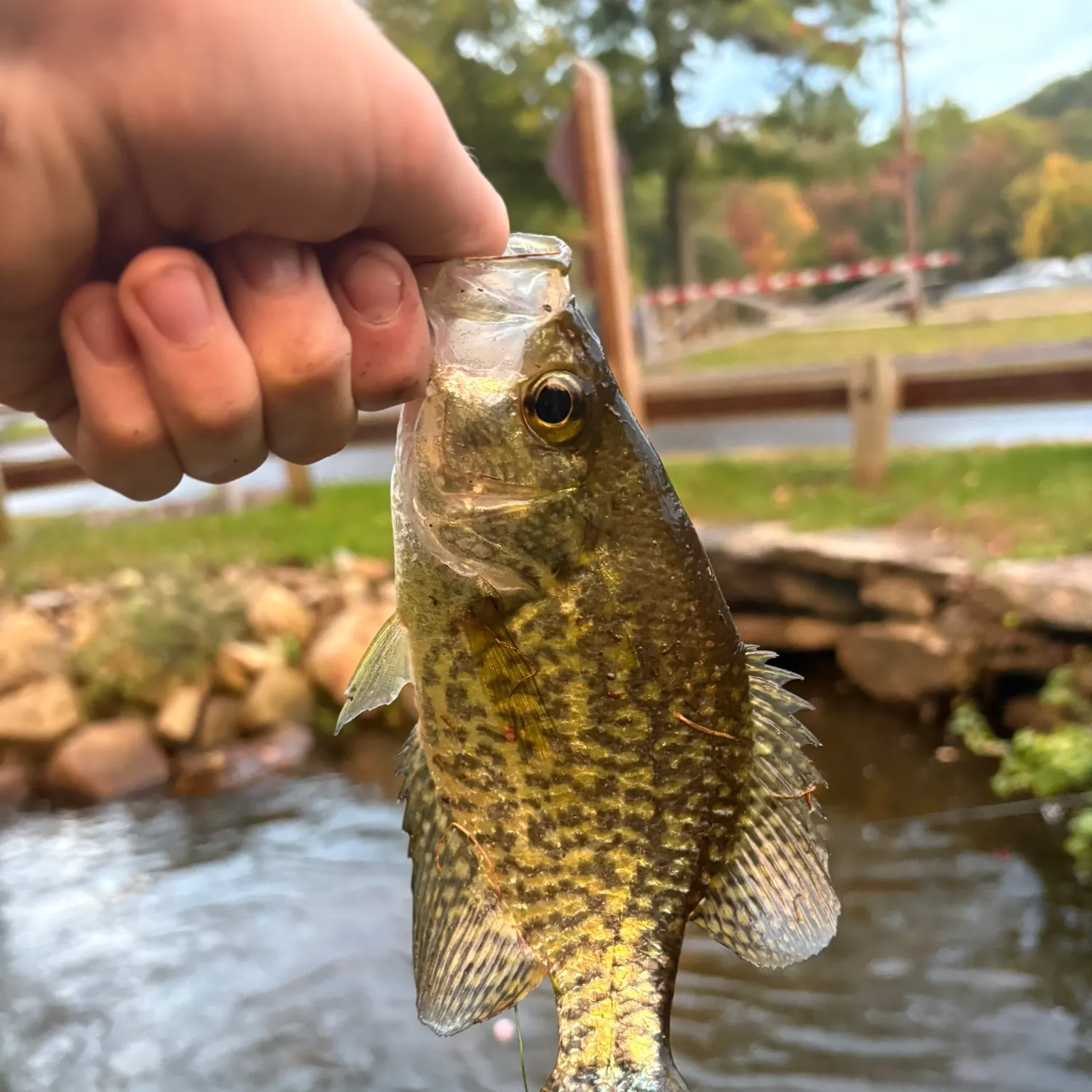 Black crappie caught on Fishbrain