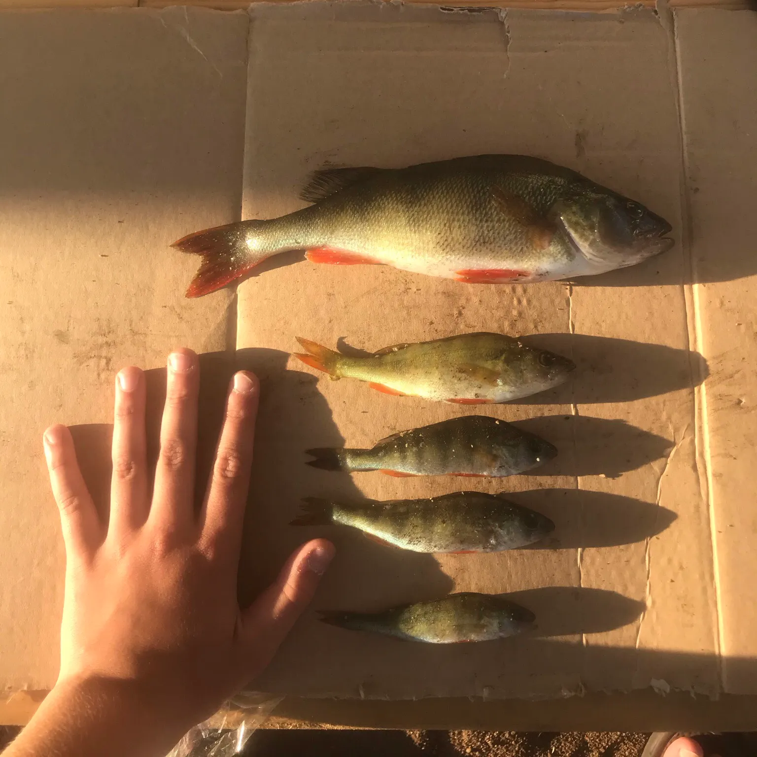 recently logged catches