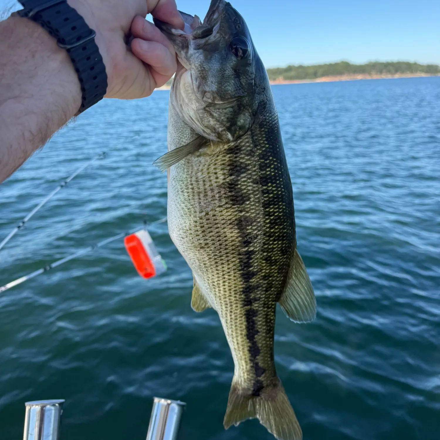 Spotted bass caught on Fishbrain