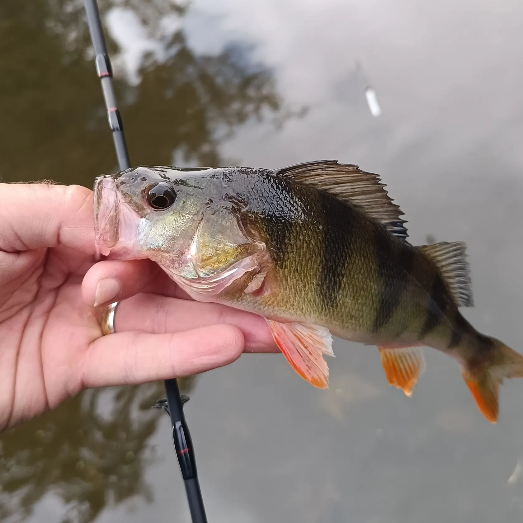 European perch caught on Fishbrain