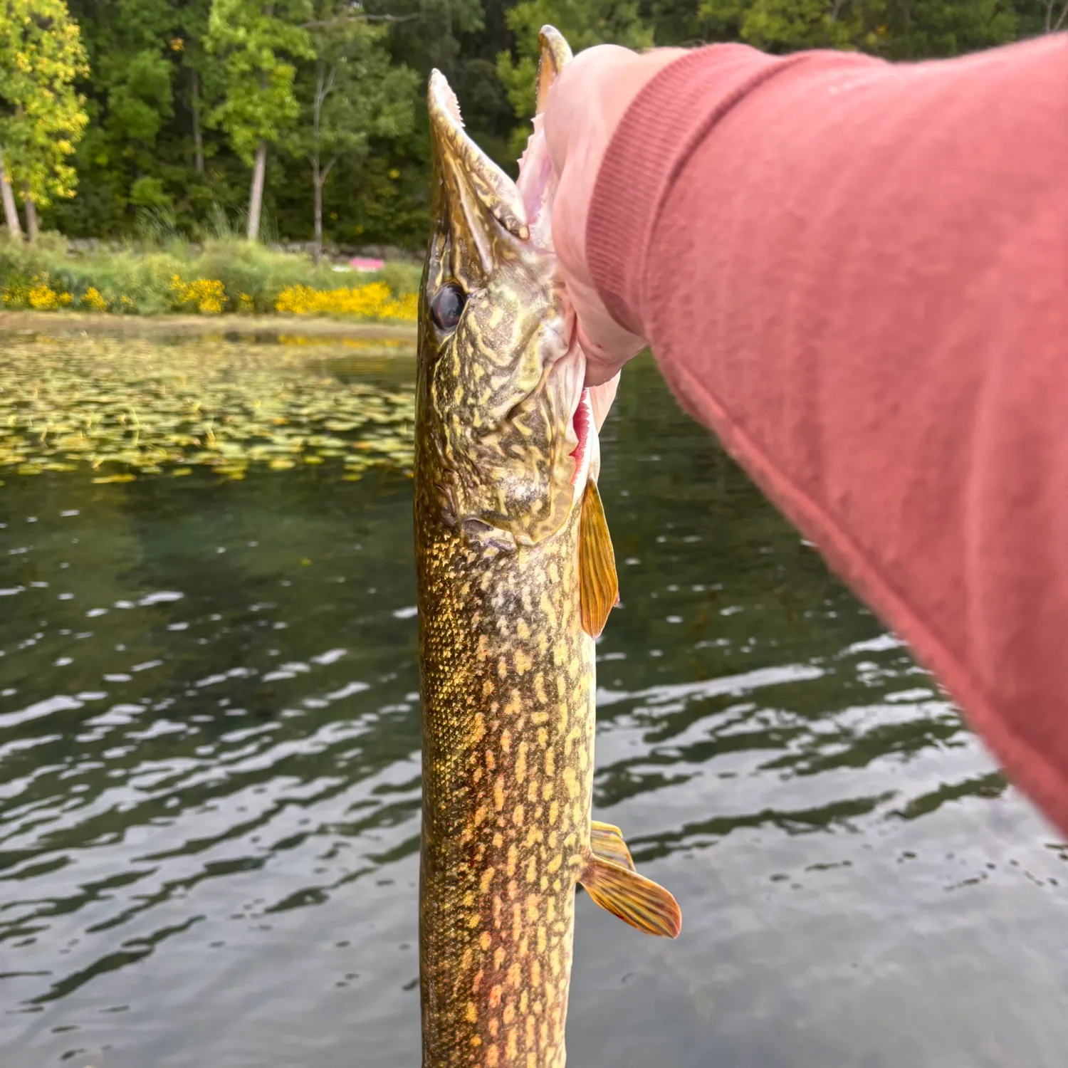 Northern pike caught on Fishbrain