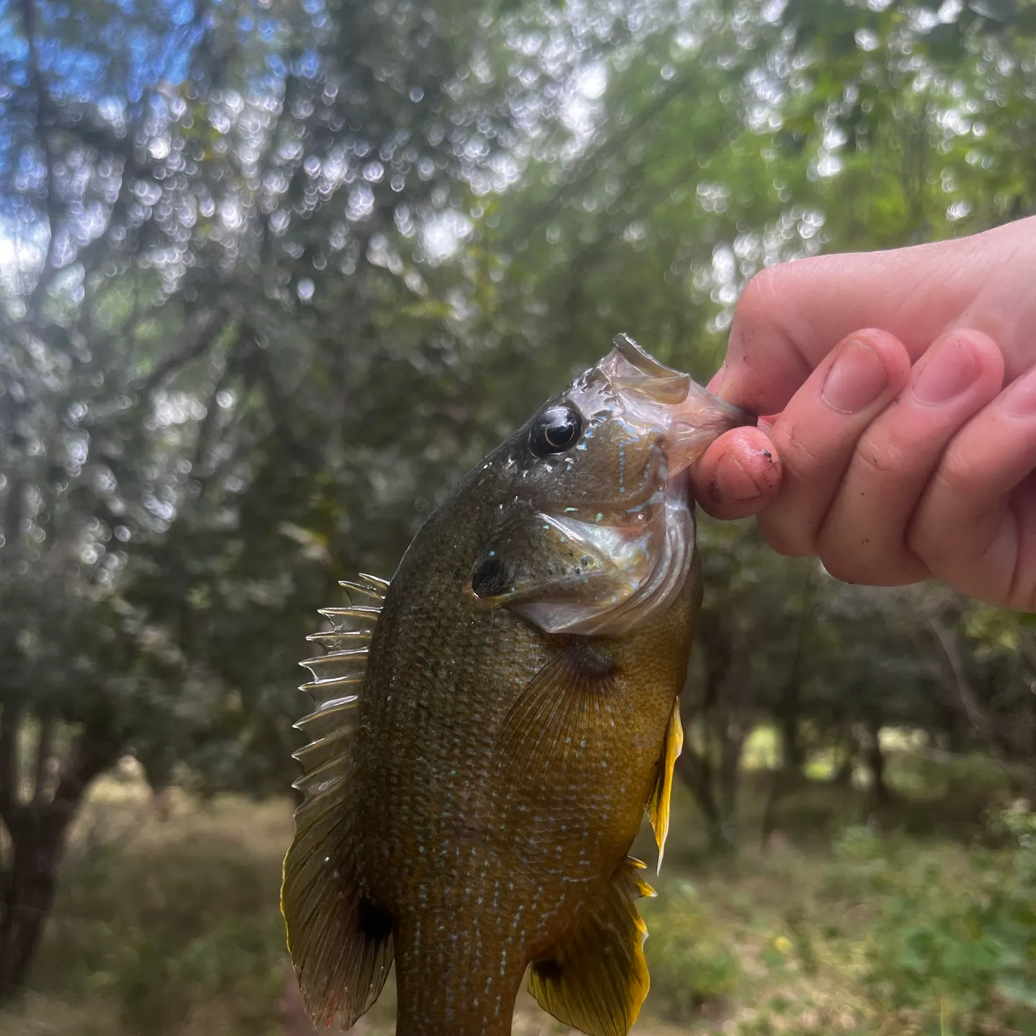 Green sunfish caught on Fishbrain